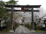 高麗神社の櫻