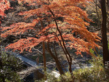 嵐山紅葉１
